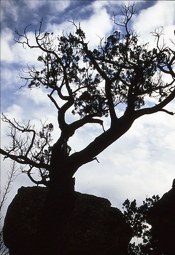 Twisted tree in Chiricahua