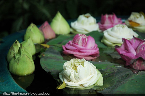 Jim Thompson House Museum - Lotus Flowers