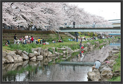 Two more days of Hanami