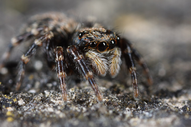 Macro and landscapes (contains spiders!)