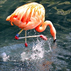 planschender flamingo