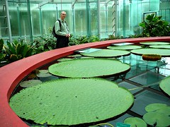Inside the Amazon Waterlily Pavilion, Adelaide Botanic Gardens
