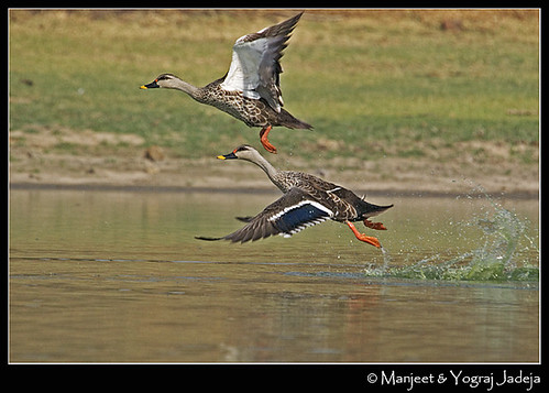 spotbilled ducks taking off