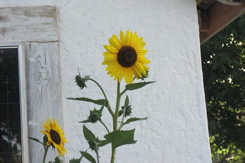 bold sunflower