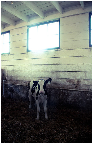 Saugeen Country Dairy