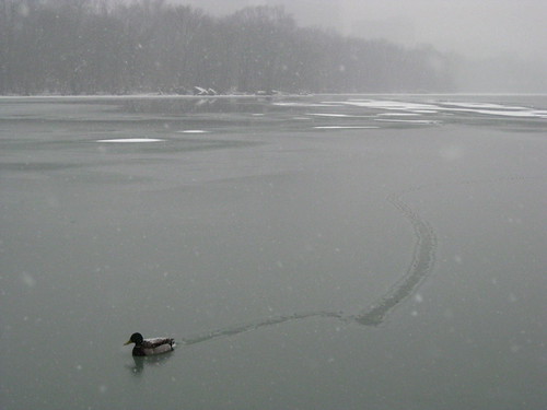 Duck Leaving Icy Trail