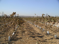 Grape Vines in Israel