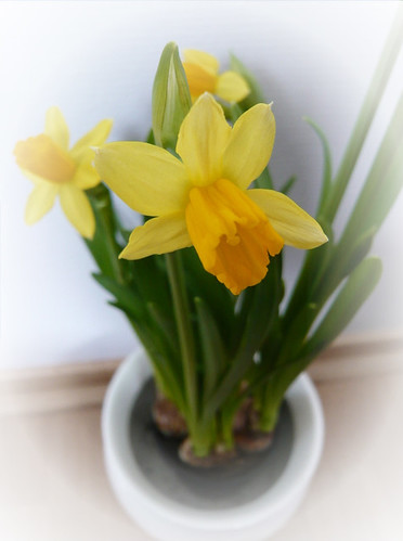 Påskelilje/Narcissus