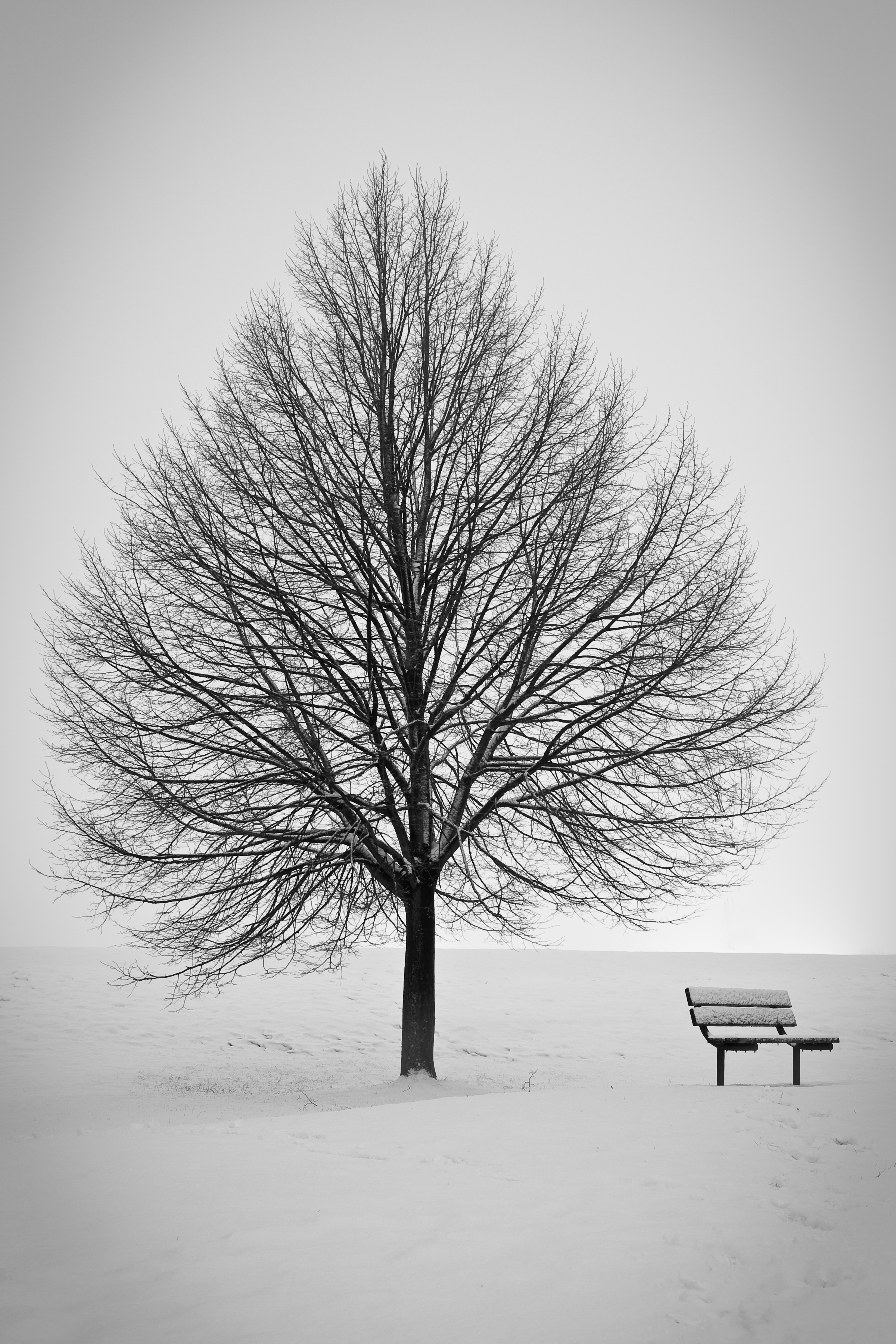 雪景色の中にたたずむ木とベンチ