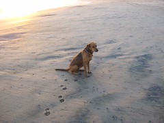 Samba, our AS foster dog