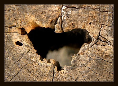 The Heart of a Tree - Natural Sculpture (by LamásL.♀ (♥Comments Not only Icons)BUSY)