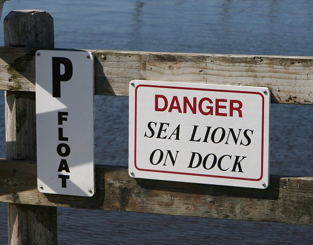 Sea Lions on Dock