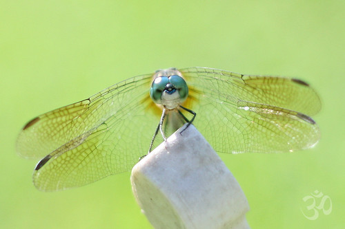 ॐ dragonflyriri ॐ (Limited Flickr Time)님이 촬영한 Everything you can imagine is real.  ~Pablo Picasso.