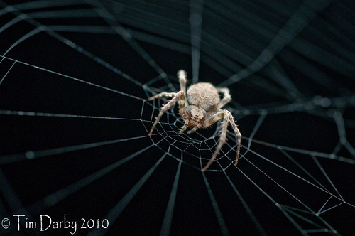 2010-05-22 - Spider-5