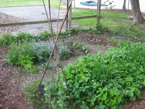 Garden in Mid-May