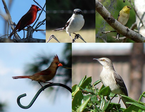Mocking Bird, Goldfinches, Loggerhead Shrike