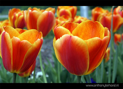 306 - Tulips