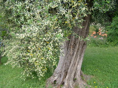 20090522 - Friday Olive Tree Blogging