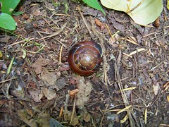 Wild Snail