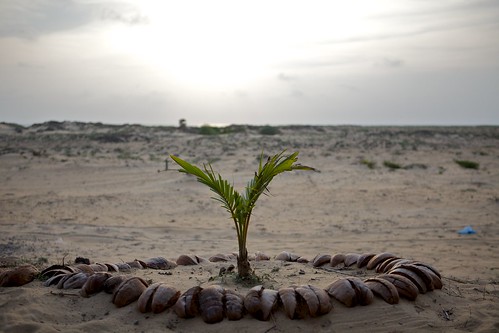Young Palm Tree ©  Konstantin Zamkov