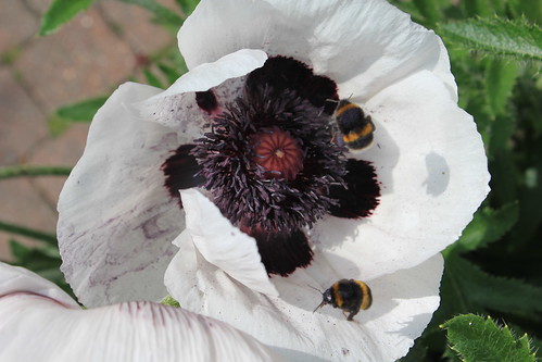 The Bees Going Mental Again In The Poppies!