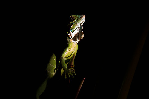 Posed Iguana
