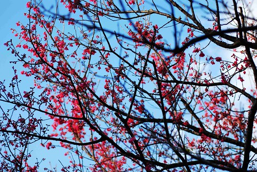 你拍攝的 藍天下的櫻花。。