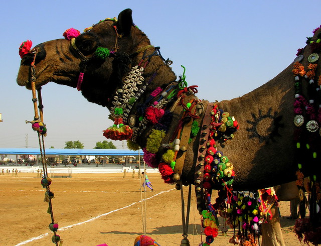 INDIA 0465.PUSHKAR CAMEL FESTIVAL 布什格尔 骆驼节