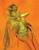 Diptera Phoridae15mya amazon amber