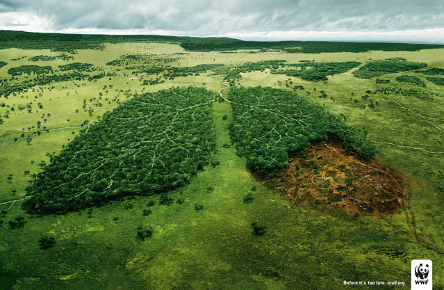 WWF - Lungs