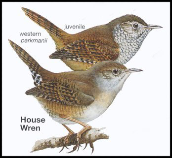 house-wren-habitat