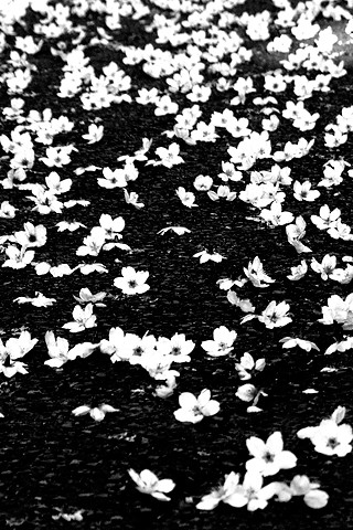 wallpapers flower. Iphone wallpapers flower