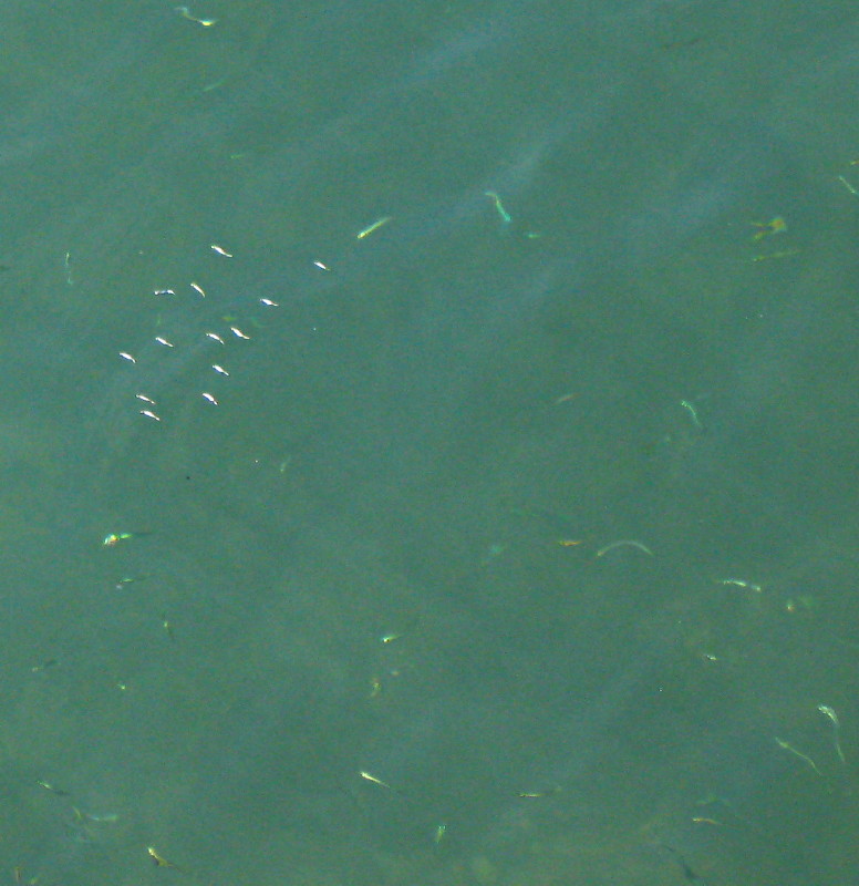 29-5-2009-shiny-silver-baby-fish