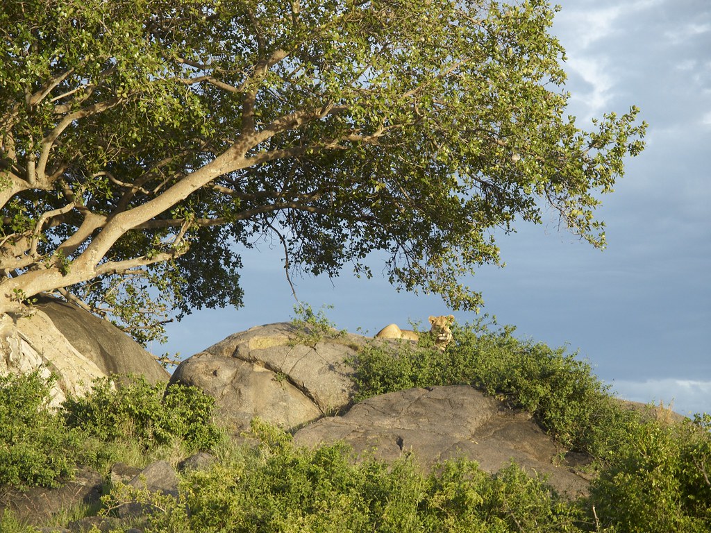 Dia quinto - 8 de mayo - Sentir el Serengeti - En busca de la gran migración (11)