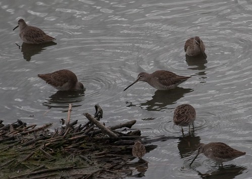 Dowitchers and Least