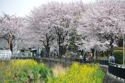cherry-blossom viewing cycling
