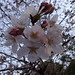 3月31日の桜