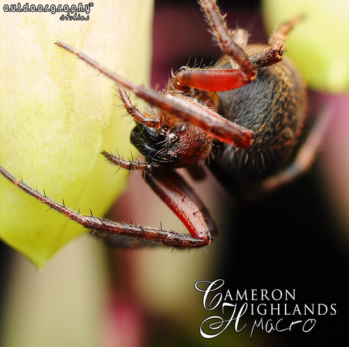 Outdoorgraphy™ : Spidey