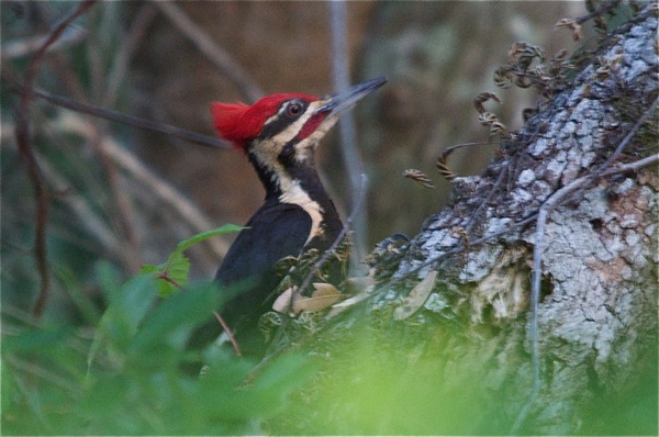woodpecker_0122