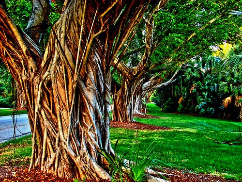  Banyan Trees - Hobe Sound . Florida 