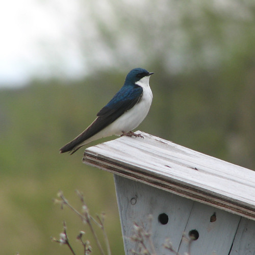 Barn Swallow at attention