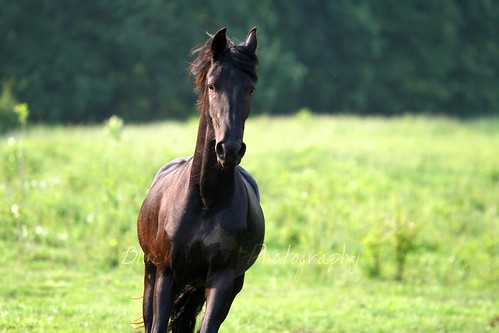 Friesian Filly Willow