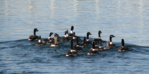 Banded geese swam away