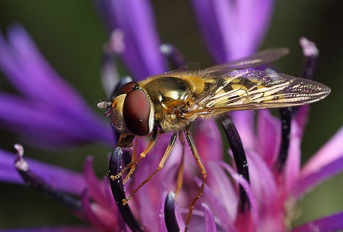 Syrphid hoverfly on cornflower #4 (by Lord V)