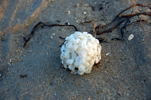 sea wash ball