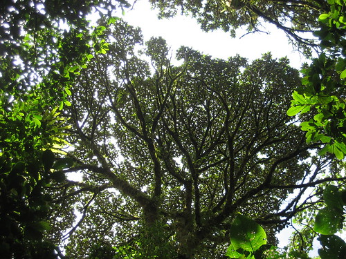 Canopy in the cloud forest
