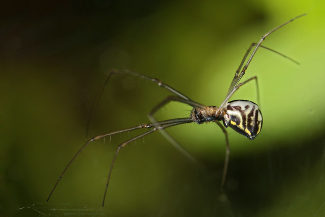 Filmy Dome Spider (Neriene radiata)