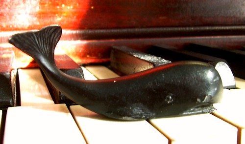 Whale Tickling the Ivories