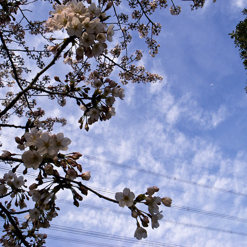 Wires Meld to Cherry Blossoms