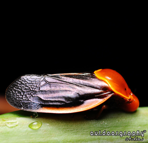 Outdoorgraphy™ : Plant Hopper